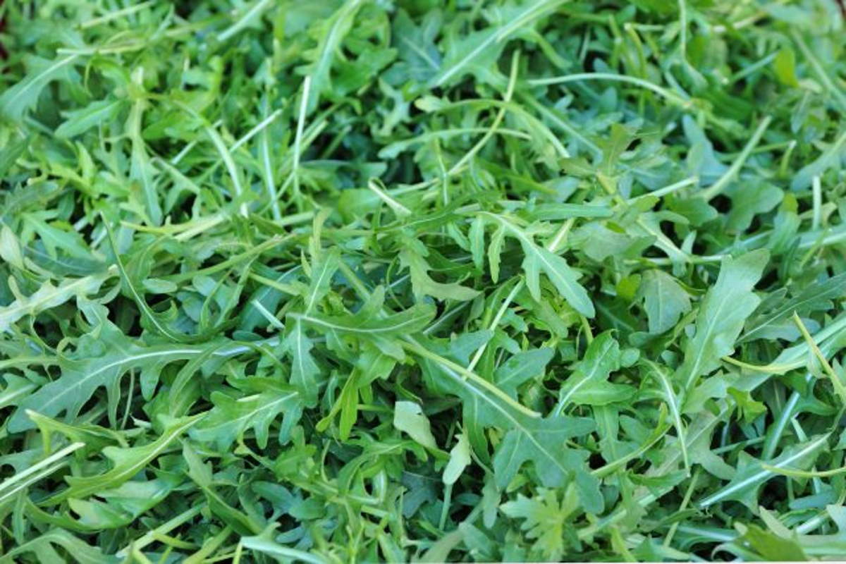 La rucola Igp della piana del Sele potrebbe perdere il marchio e il suo valore ,se si costruisse l’aeroporto Costa D’Amalfi.
